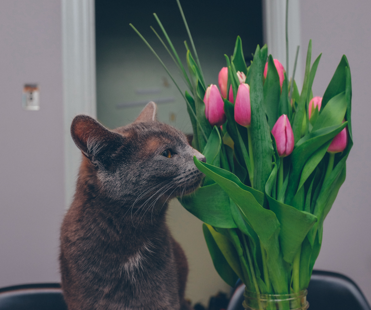 tulips, whole foods, russian blue, chartreux, cats, cat picture